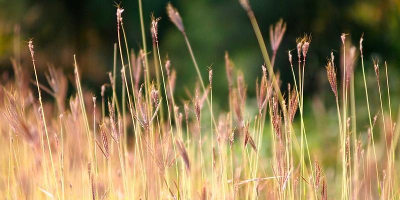 安阳50问：本地人私藏的安阳生活与文化全指南