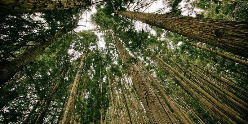 安阳应用：您的随身数字指南，解锁古都安阳的便捷与精彩